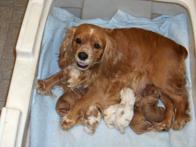 tiffany with pups